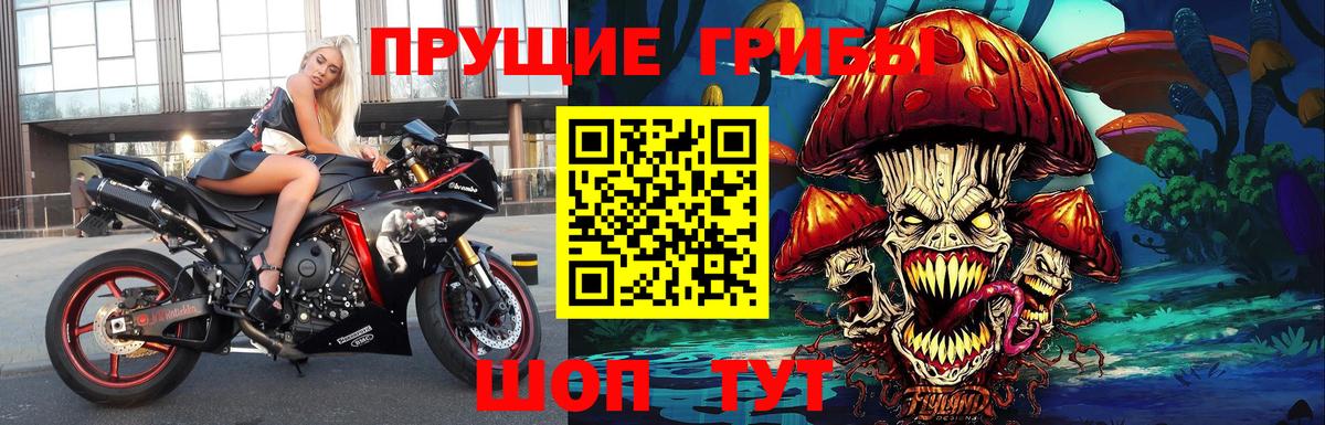 Галлюциногенные грибы Psilocybe Заводоуковск